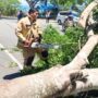 Petugas BPBD Aceh Besar melakukan pembersihan pohon tumbang yang menutupi akses jalan akibat angin kencang. (Foto: Ist)