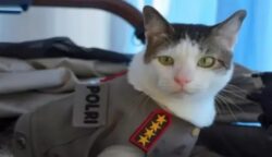 Bobby Kertanegara adalah kucing peliharaan Presiden Prabowo Subianto