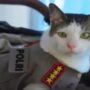Bobby Kertanegara adalah kucing peliharaan Presiden Prabowo Subianto