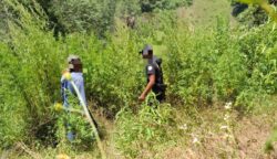 Satresnarkoba Polres Gayo Lues berhasil mengungkap ladang ganja seluas 2 hektar yang tersembunyi di kawasan Pegunungan Kopol, Desa Agusen, Kecamatan Blangkejeren. (Foto: Ist)