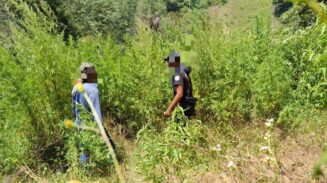 Satresnarkoba Polres Gayo Lues berhasil mengungkap ladang ganja seluas 2 hektar yang tersembunyi di kawasan Pegunungan Kopol, Desa Agusen, Kecamatan Blangkejeren. (Foto: Ist)