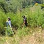 Satresnarkoba Polres Gayo Lues berhasil mengungkap ladang ganja seluas 2 hektar yang tersembunyi di kawasan Pegunungan Kopol, Desa Agusen, Kecamatan Blangkejeren. (Foto: Ist)